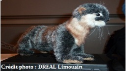 Photo de la loutre d’Europe (Lutra lutra)