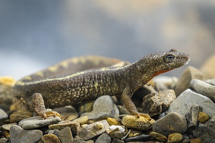 Calotriton des Pyrénées