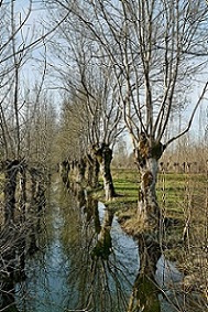 Marais de Saint-Georges de Rex (79) - Frênes têtards (2004)