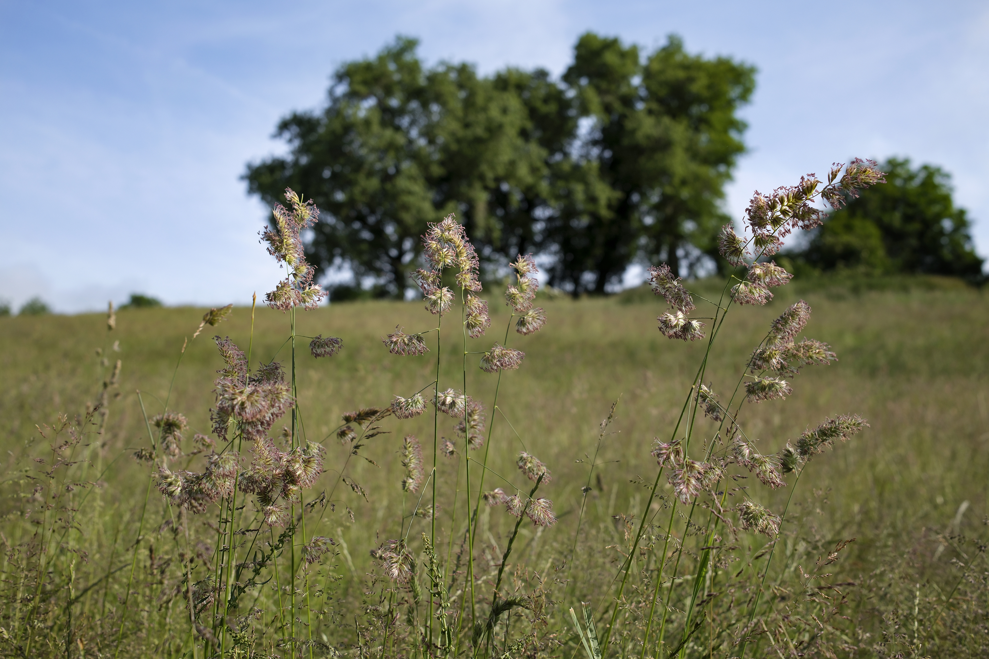 Image 1 : Concours "Prairies fleuries"