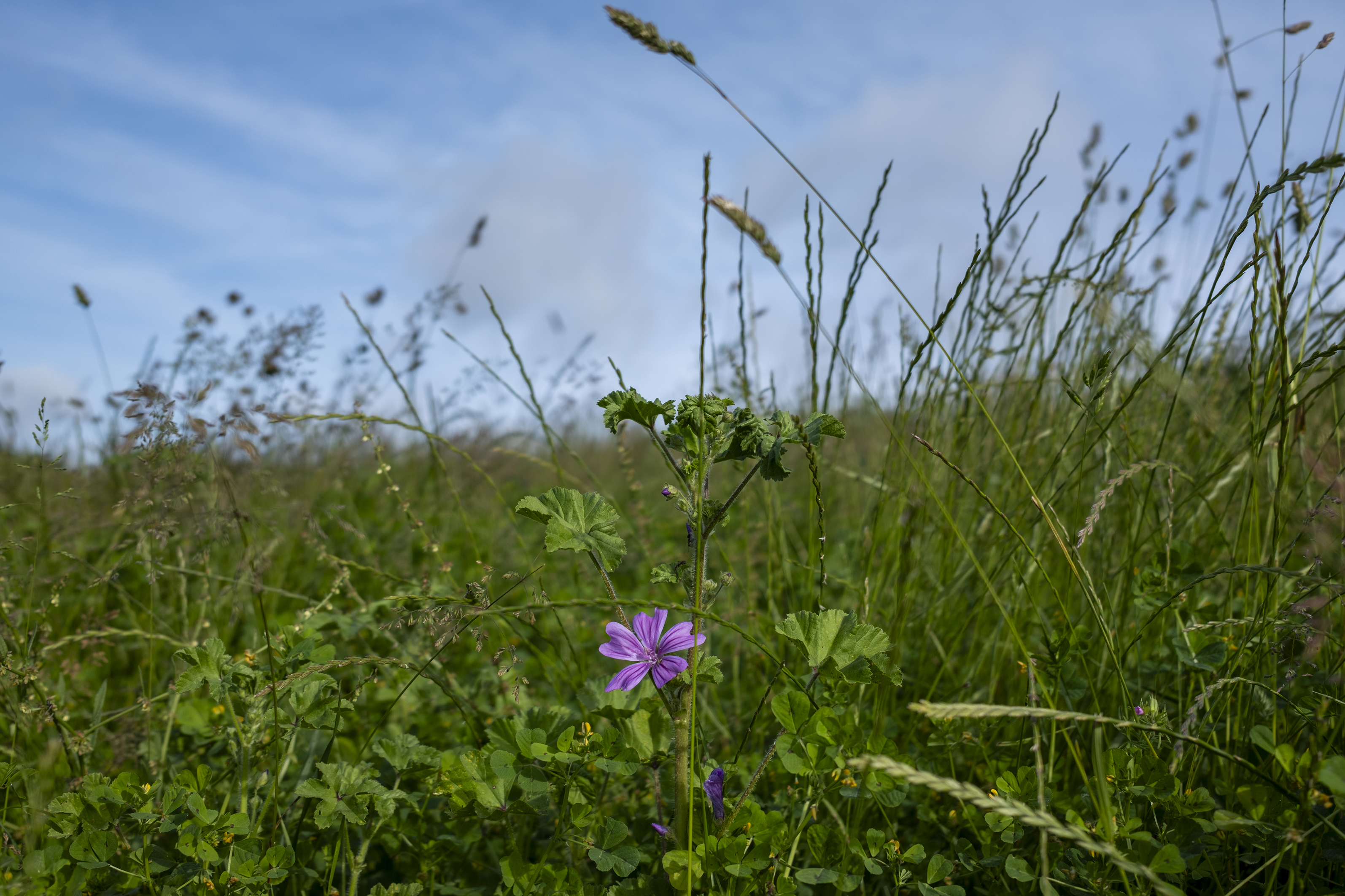 Image 2 : Concours "Prairies fleuries"