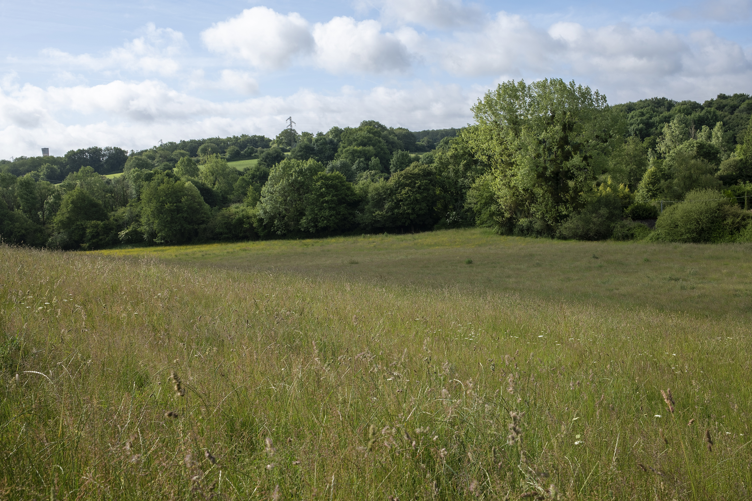 Image 3 : Concours "Prairies fleuries"