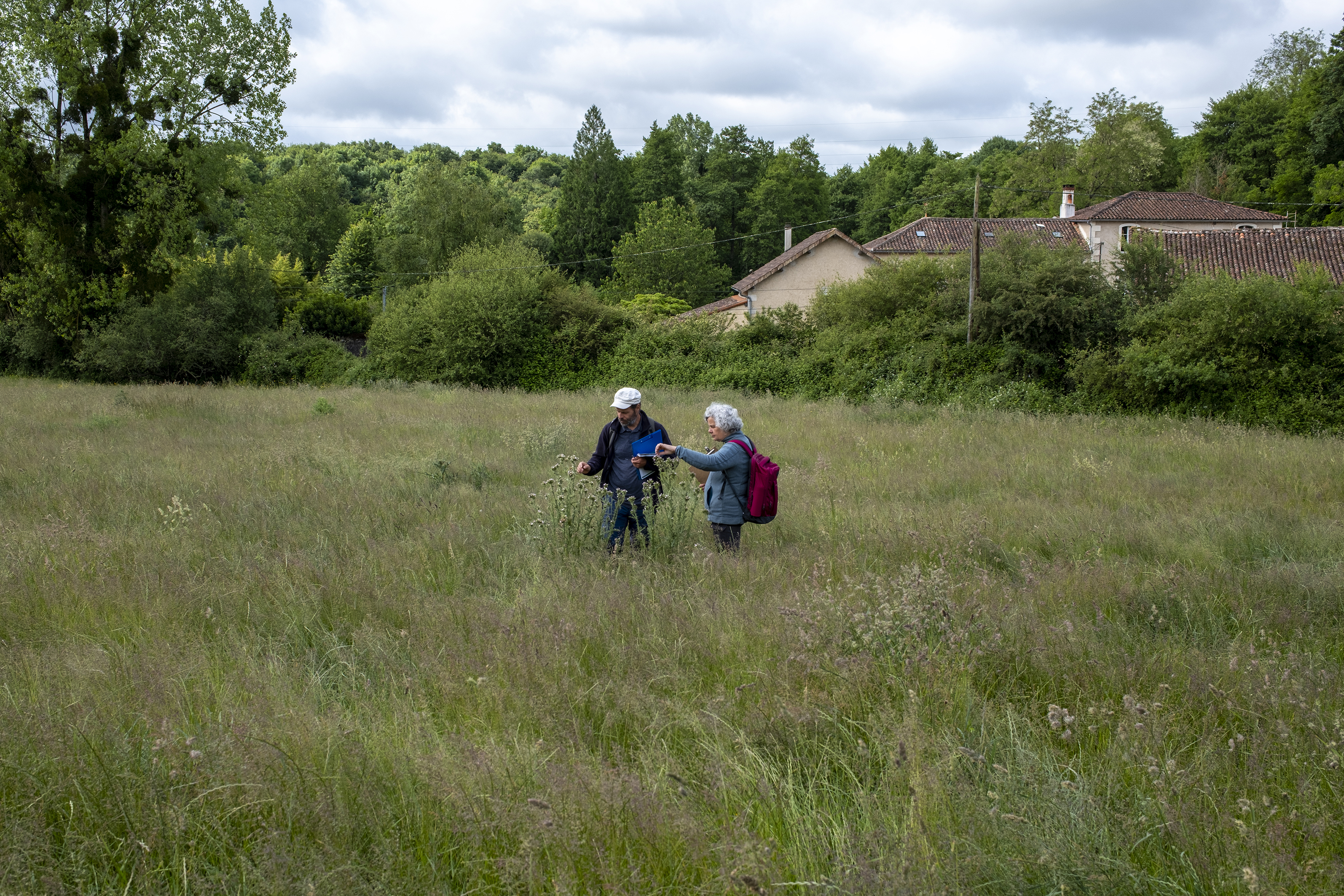 Image 5 : Concours "Prairies fleuries"