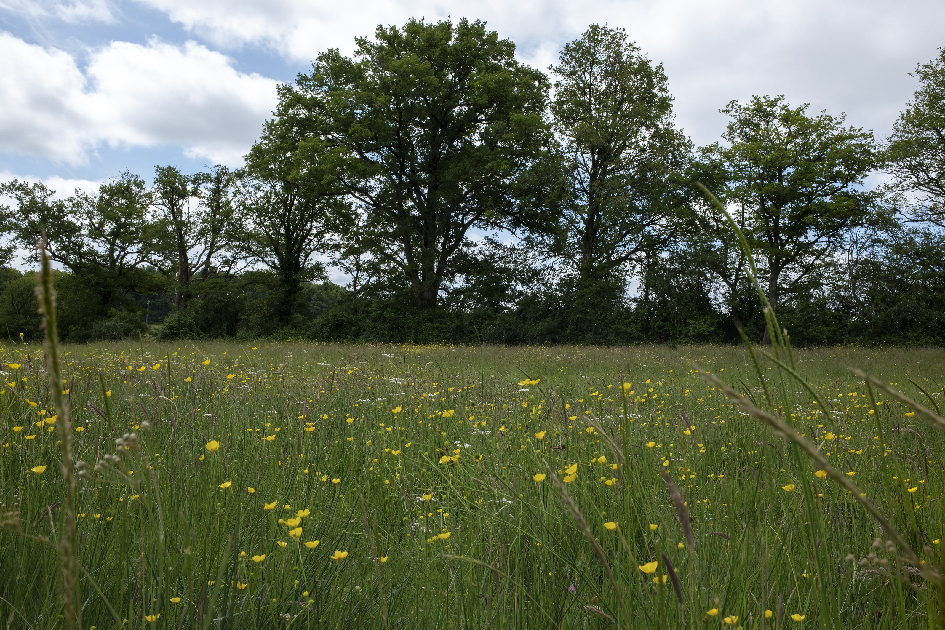 Image 8 : Concours "Prairies fleuries"
