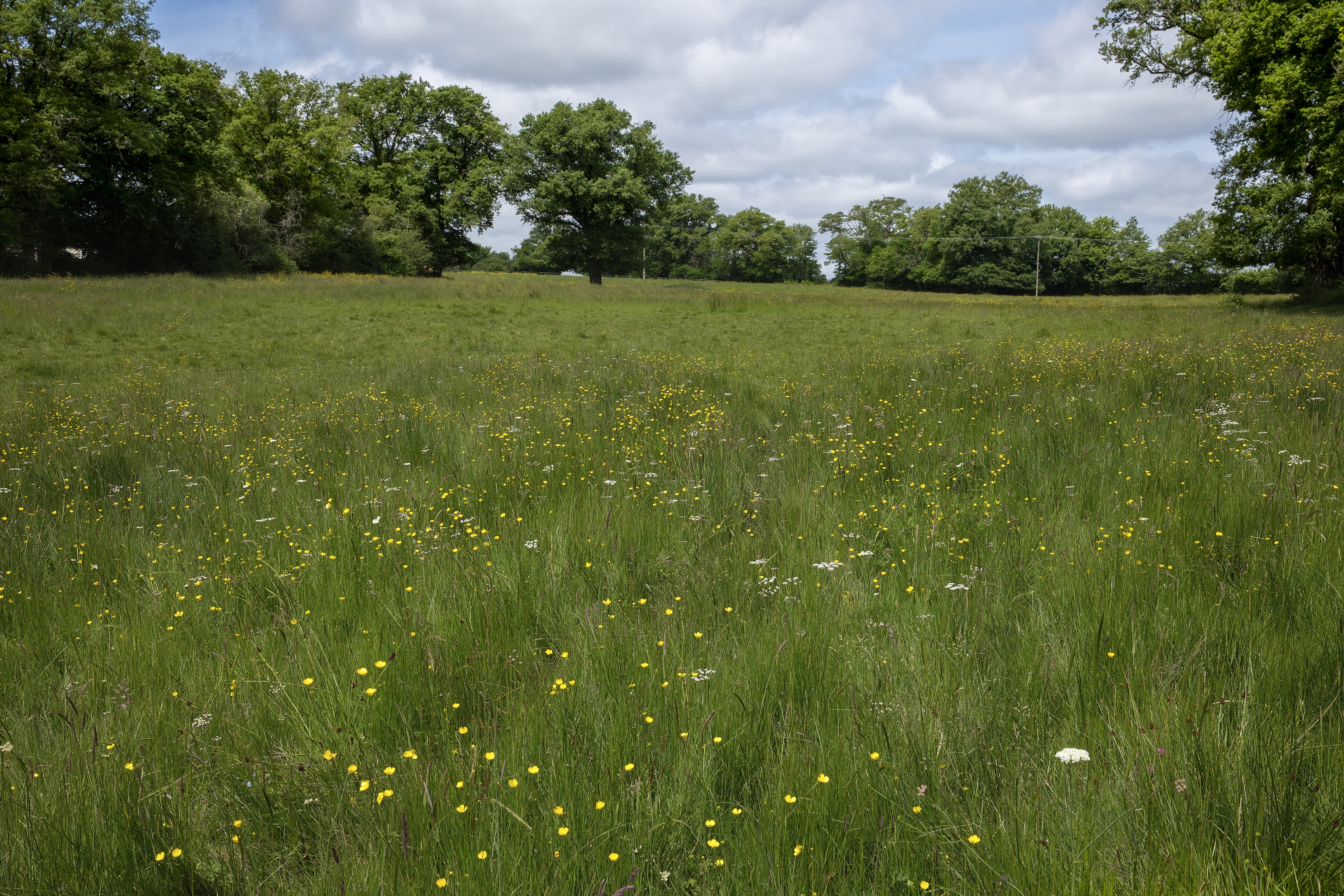 Image 9 : Concours "Prairies fleuries"