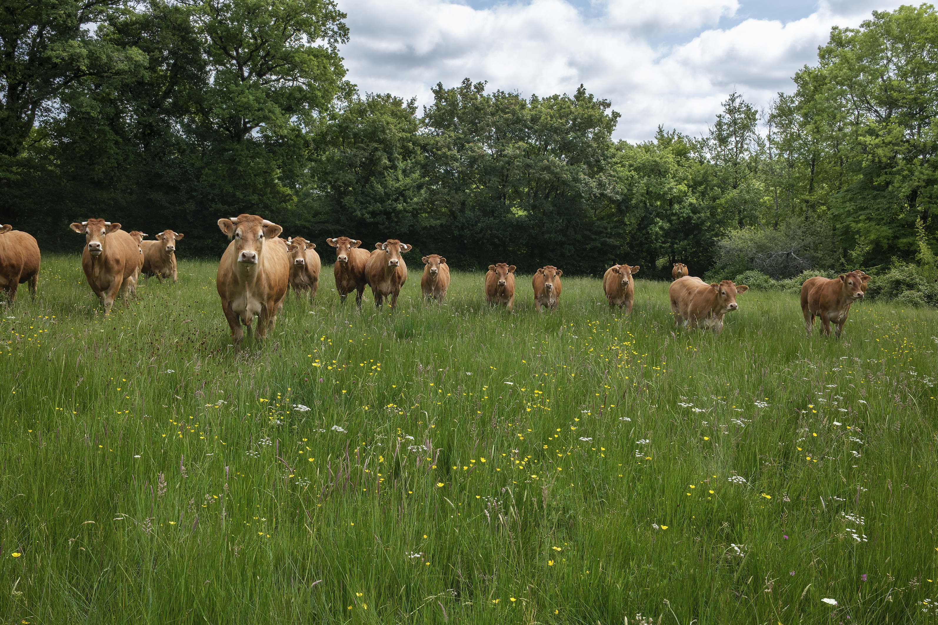 Image 10 : Concours "Prairies fleuries"