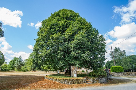 Tilleul des Monts à Vigeville en Creuse, arbre dit 