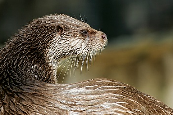 Loutre d'Europe