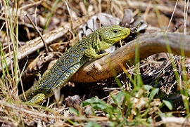 Lézard ocellé