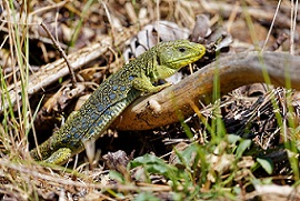 Lézard ocellé