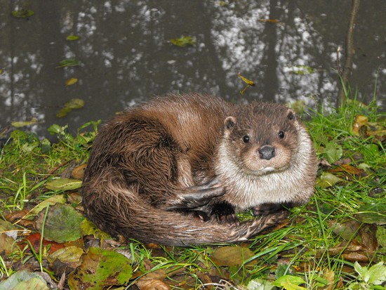 Loutre européenne ©Rachel Kuh - SFEPM