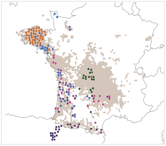 Fig. 1 : distribution géographique des cinq lignées génétiques observées au cours de cette étude, sur base de 14 marqueurs microsatellites polymorphes