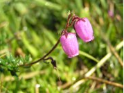 Bruyère cantabrique (Daboecia cantabrica) - Crédit photo : Maud Briand (CREN Aquitaine)