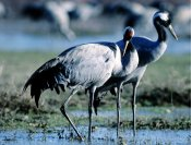 Grues Cendrées (Grus Grus) - Crédit photo : Pierre Petit - Photographe