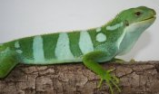 Iguane - Crédit photo : Agnès BERGEON - DREAL Nouvelle-Aquitaine (CITES)