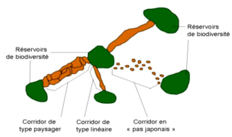 Source : ALLAG-DHUISME et al - 2010