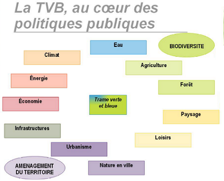 Schéma - La TVB, au cœur des politiques publiques