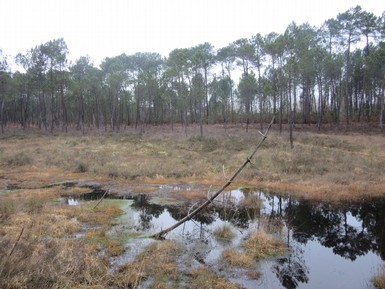 Tourbières de Mées (40)