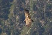 Vautour fauve (Gyps fulvus) - Crédit photo : Philippe Constantin