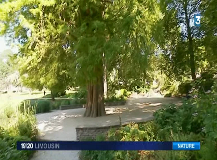 La doyenne des aubépines au parc Victor-Thuillat à Limoges en Haute-Vienne