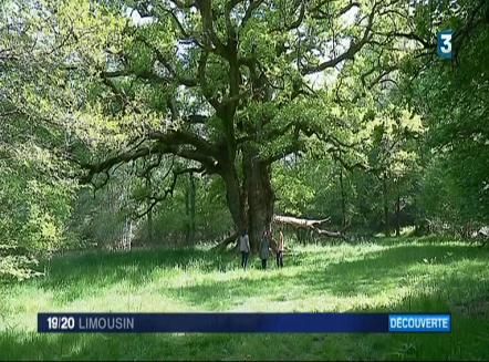 Le « gros chêne » écorché de Sazeirat à Arrènes en Creuse