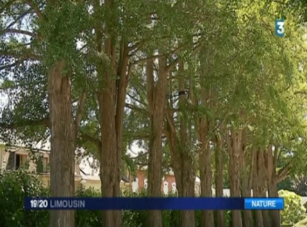 Les ginkgos ferroviaires de Saint-Sulpice-Laurière en Haute-Vienne