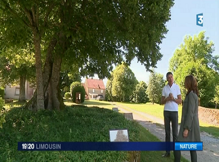 Le tilleul classé des Monts à Vigeville en Haute-Vienne